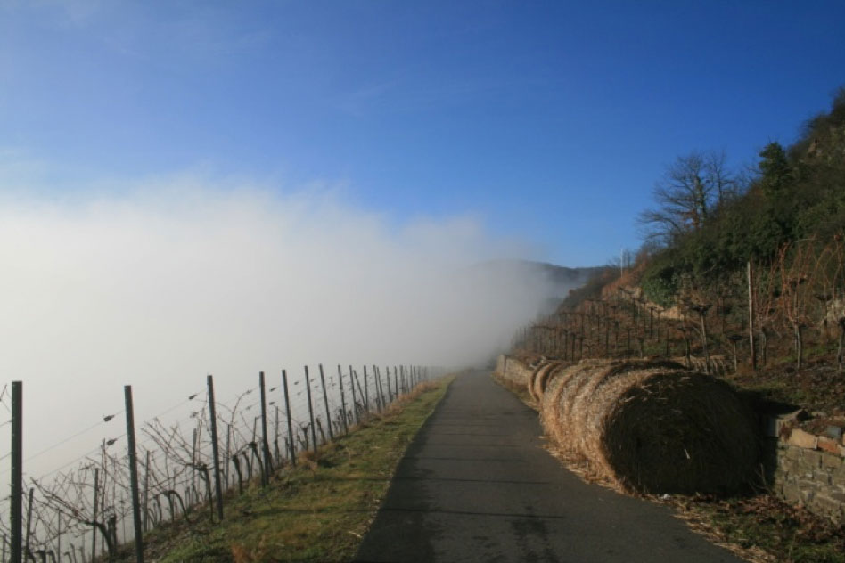 Moselsteig