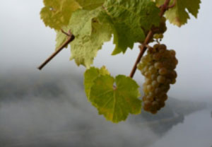 Winzerhof Gietzen